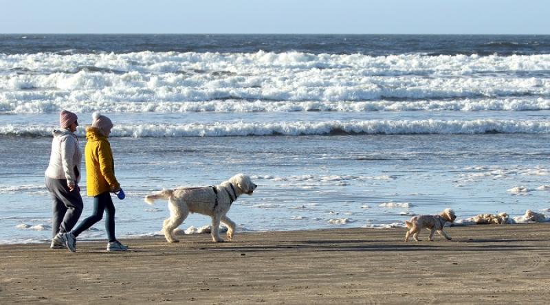 Plans to limit dog access "to certain areas of certain beaches at certain times during the bathing season"