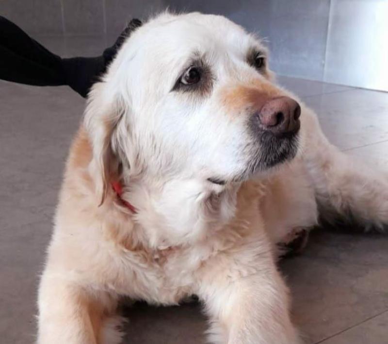 Buncrana garda appeal for owner of dog