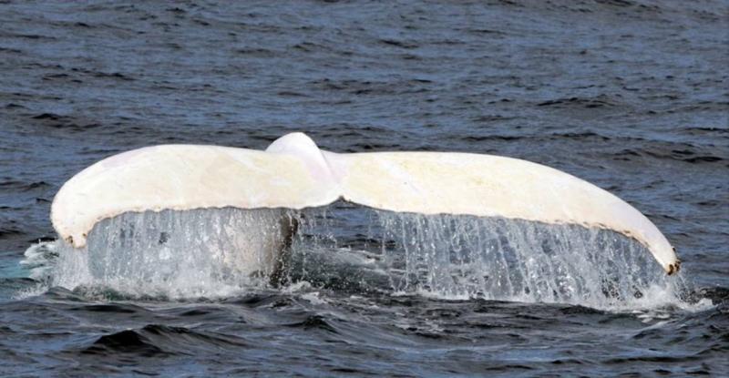 White whale PHOTO Azores Whale Watch