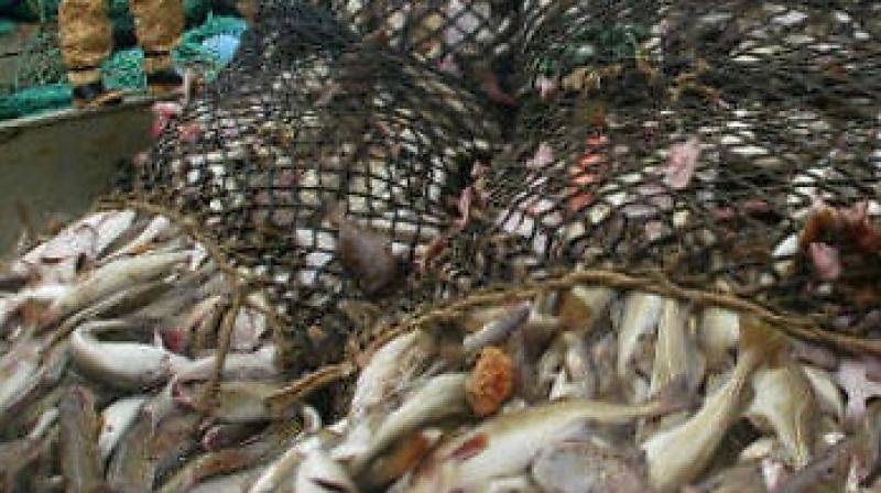Department to allocate herring quota this year