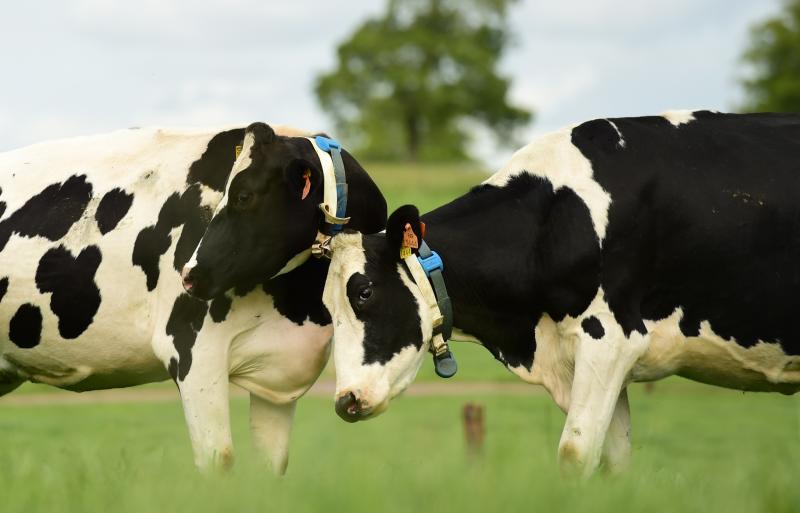 'Tinder for Cows' - The new matchmaking service for farmers to find the perfect pull for their bull