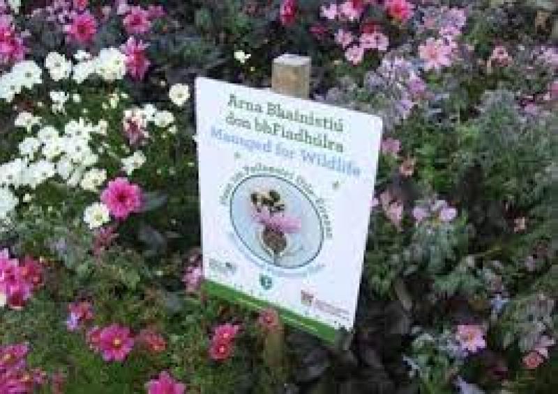 Moville Tidy Towns raising pollinator awareness