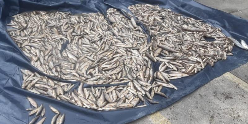 Major fish kill confirmed at Inishowen river