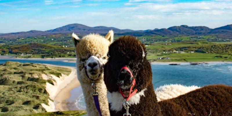 Green light for completion of works at Wild Alpaca Way