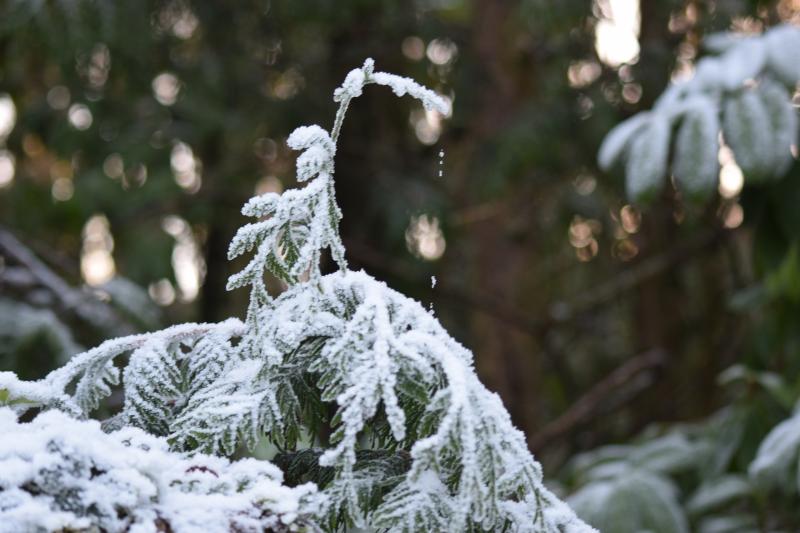 Frost cold winter weather SMN