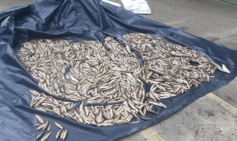 Carndonagh fish kill