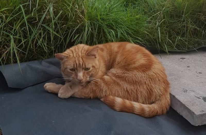 Meet Vitali - the cat that went missing in Louth and was found in Donegal