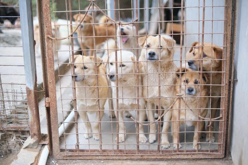 National: ISPCA calls for support of 'heartbreaking' situation for vulnerable animals 