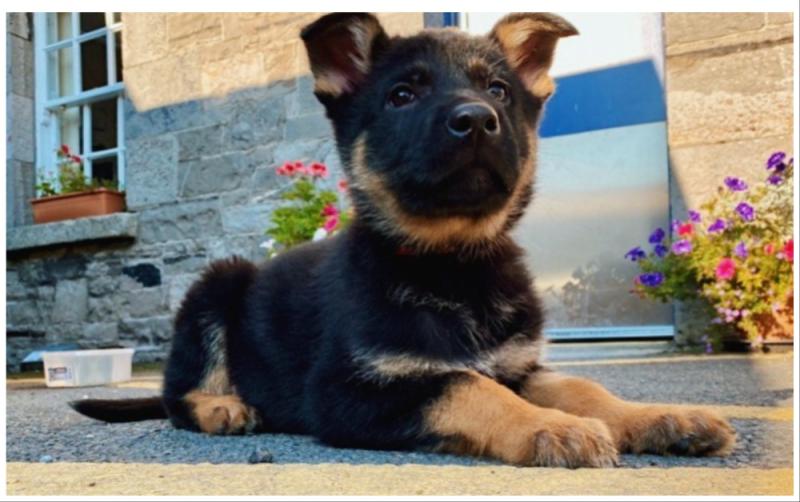 National: Garda Dog Unit welcomes three adorable four-legged recruits