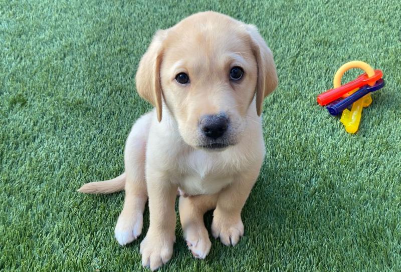 Irish Guide Dogs need foster puppy raisers and boarders in Donegal