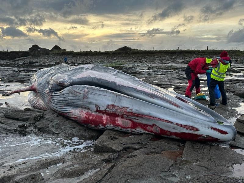 National: 20-metre whale washes up on Irish beach