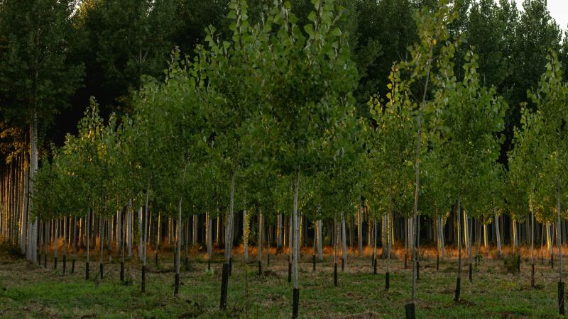 Donegal farmers urged to apply for Native Tree Area Scheme