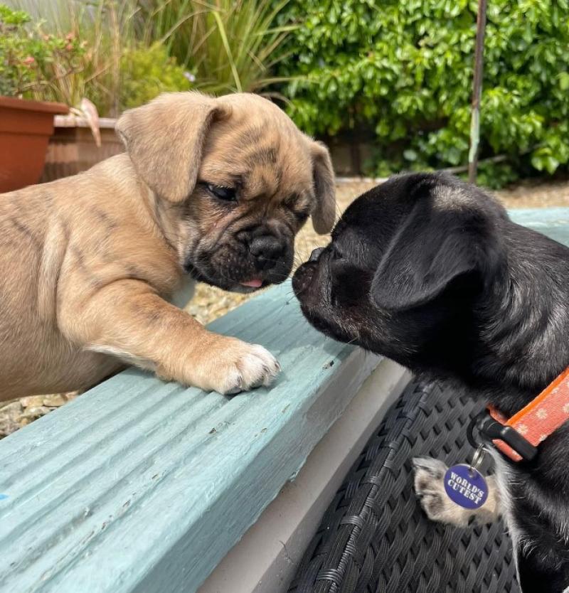 Taoiseach Simon Harris' parents rescue the 'world's cutest' puppies!