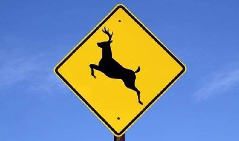 Gardaí warn motorists and road users during deer rutting season