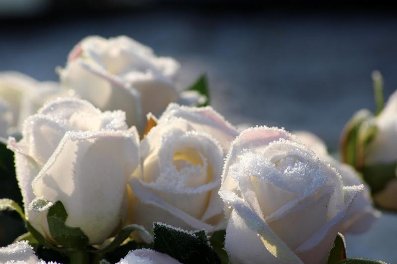 Death Notices for Donegal for Sunday, morning