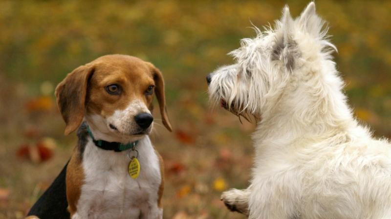 An open invite has been given to all to the Finn Valley Dog Show