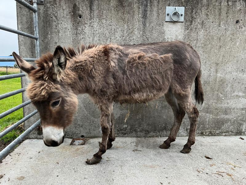 'We need your help' - Donkey Sanctuary pleads for help as 12 malnourished donkeys rescued