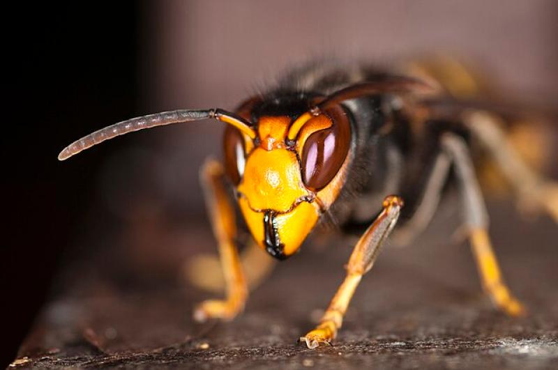 Public urged to remain vigilant as nest containing 'destructive' Asian hornets is located