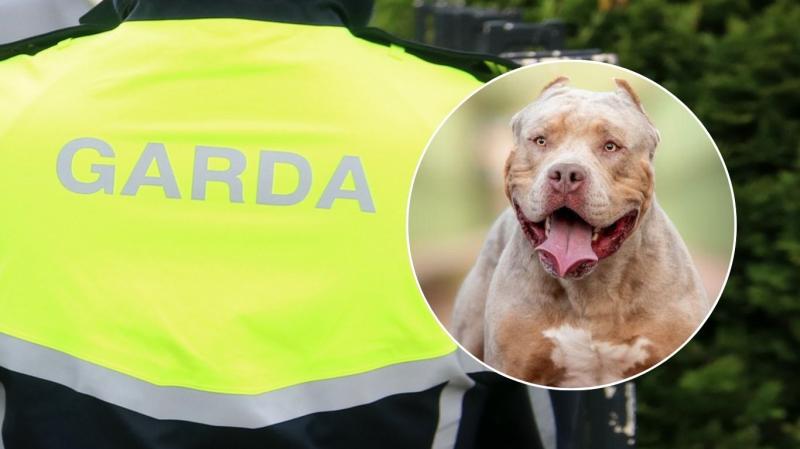 LIVE: Woman airlifted to hospital after sustaining serious injuries in Carlow  dog attack 