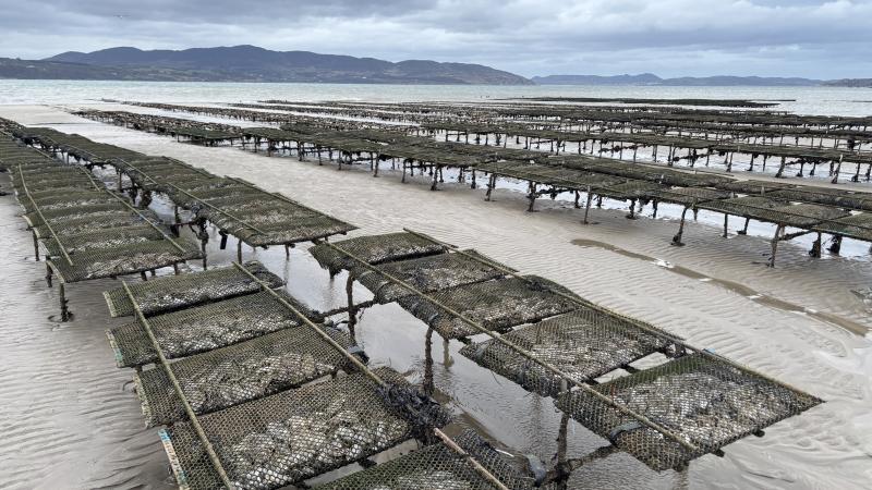 Plans lodged for significant expansion of oyster and mussel farming on Lough Swilly