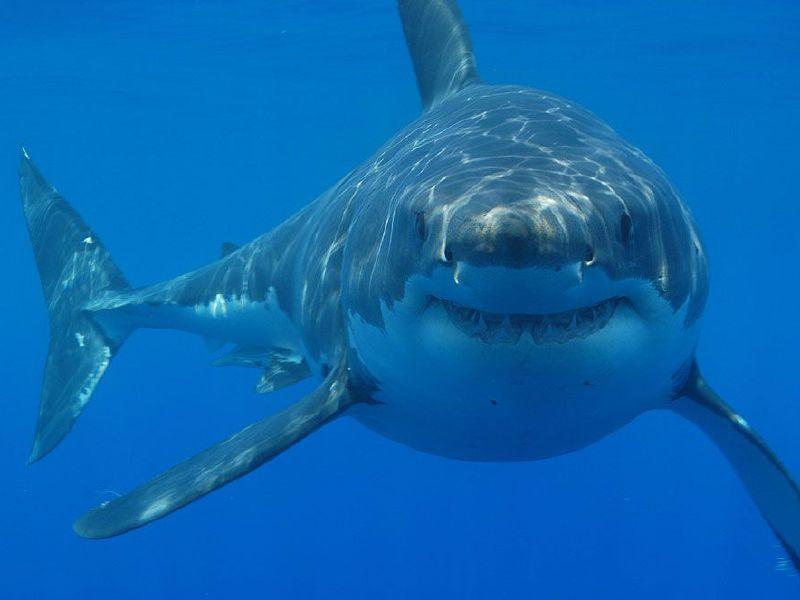 Could we see Great White sharks off the Irish Coast?