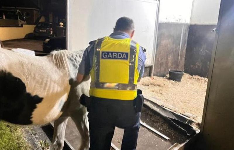 National: 'Disorientated' horse gets rescued by gardaí