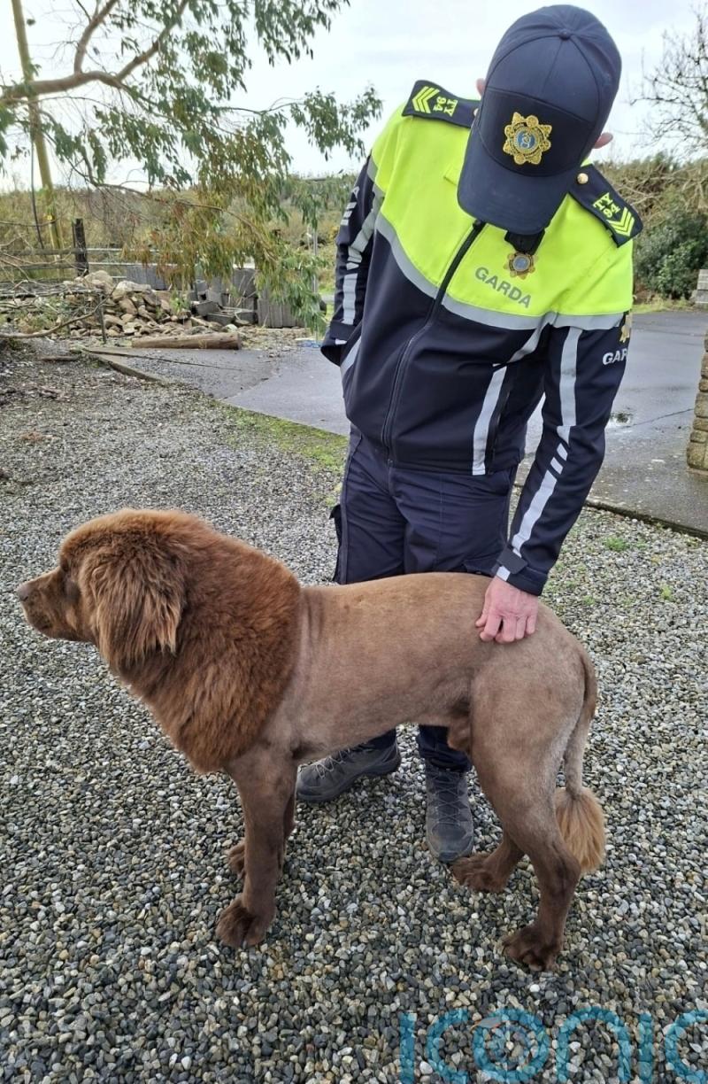 Irish police conclude that roaming ‘lion’ was actually a dog